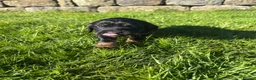 Cocker Spaniel dogs for sale: Black & Tan Girl left. 10 Weeks Old - Advert 38