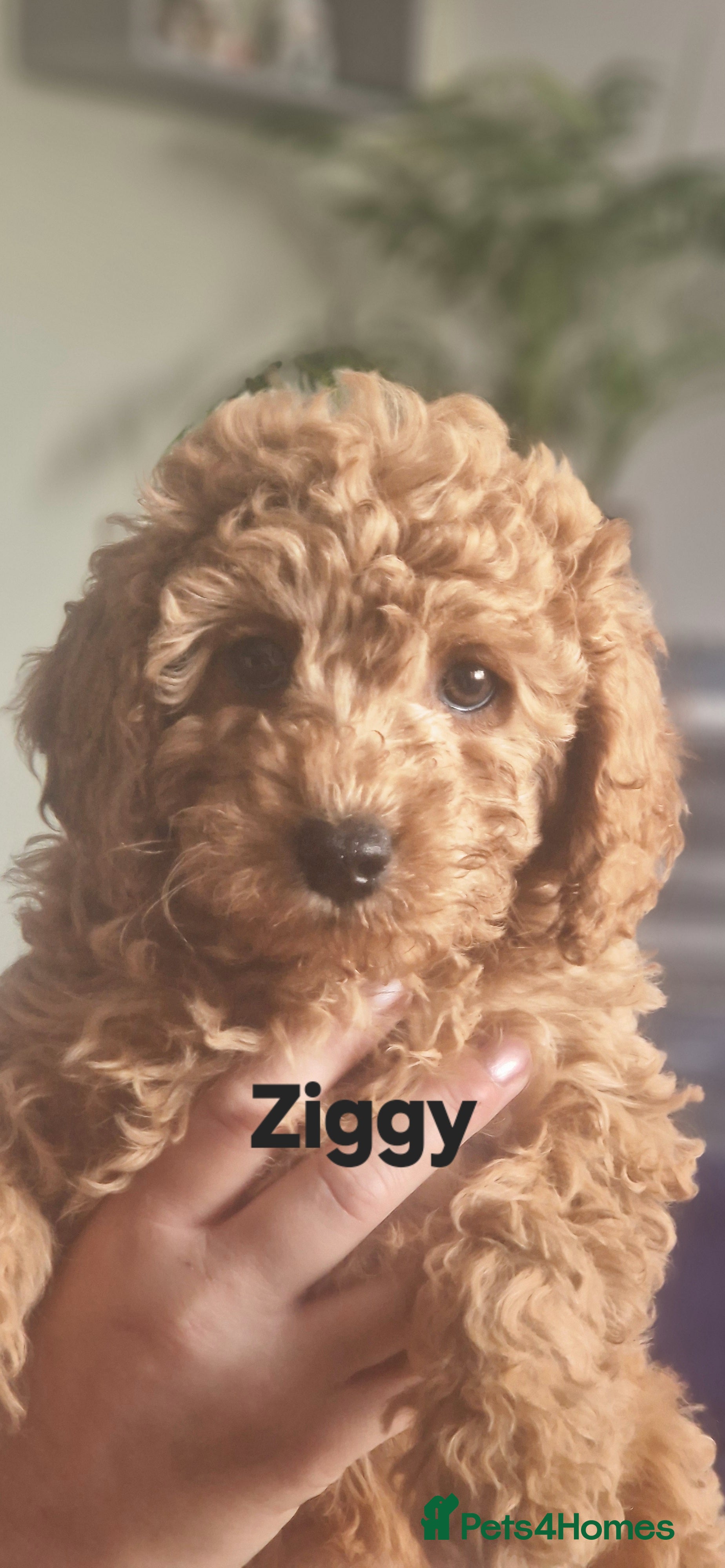Cavapoo dogs Cavapoos Fb1 (3rd generation). READY TO LEAVE  - Advert 13