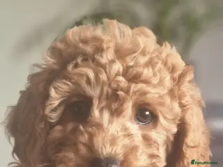 Cavapoo dogs Cavapoos Fb1 (3rd generation). READY TO LEAVE - Advert 13