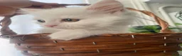 Mixed Breed cats for sale:  Persian kittens for sale  - Advert 19
