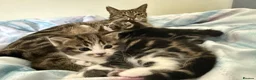 Mixed Breed cats for sale: Gorgeous kittens,boy and girl  - Advert 8