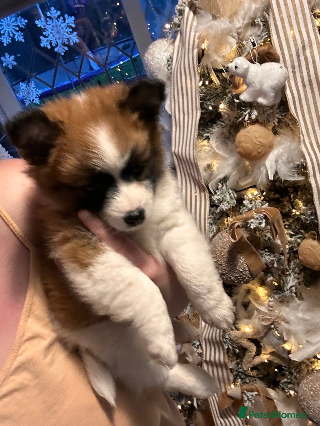 Mixed Breed dogs for sale: German spitz cross - Advert 17