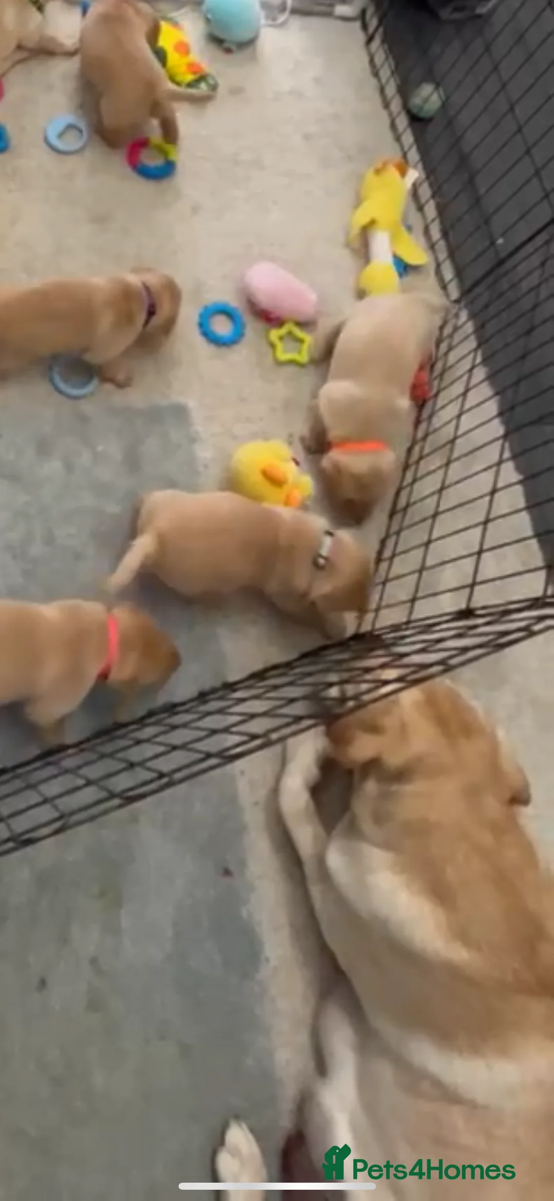 Labrador Retriever dogs for sale: 12 Week Old Female Lab For Sale - Advert 2