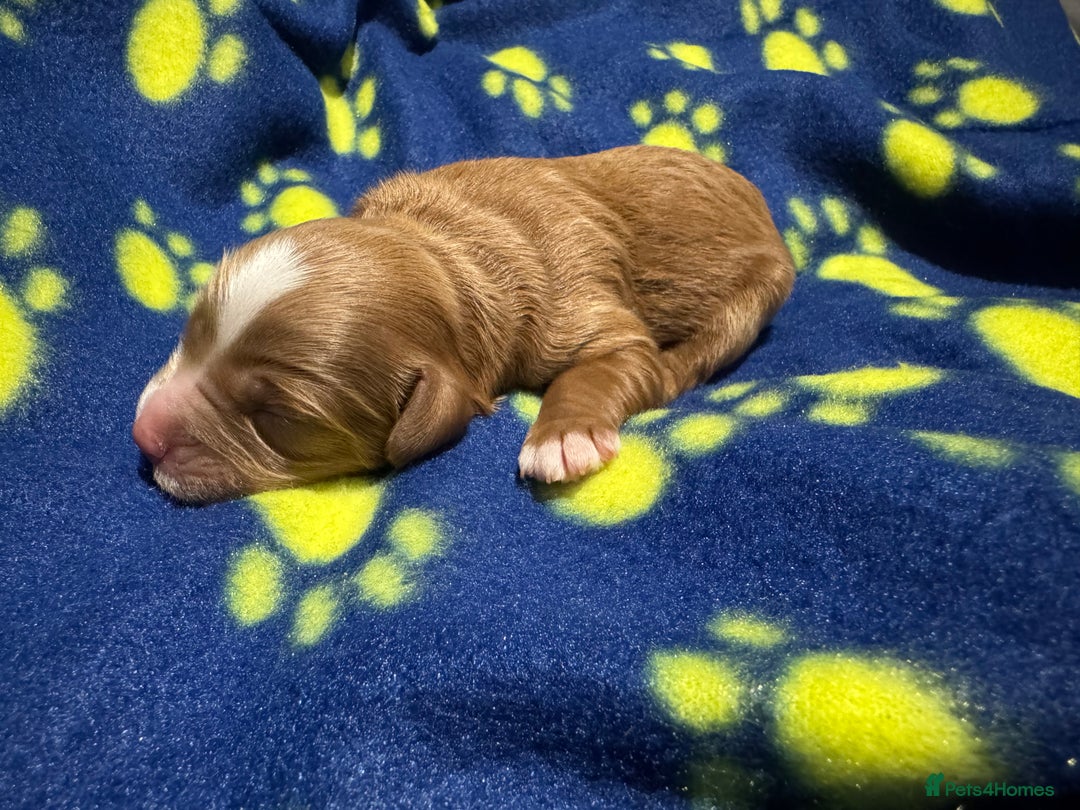 Cavapoo dogs for sale: Beautiful F1b Cavapoo Puppies – Ready Mid February - Advert 5