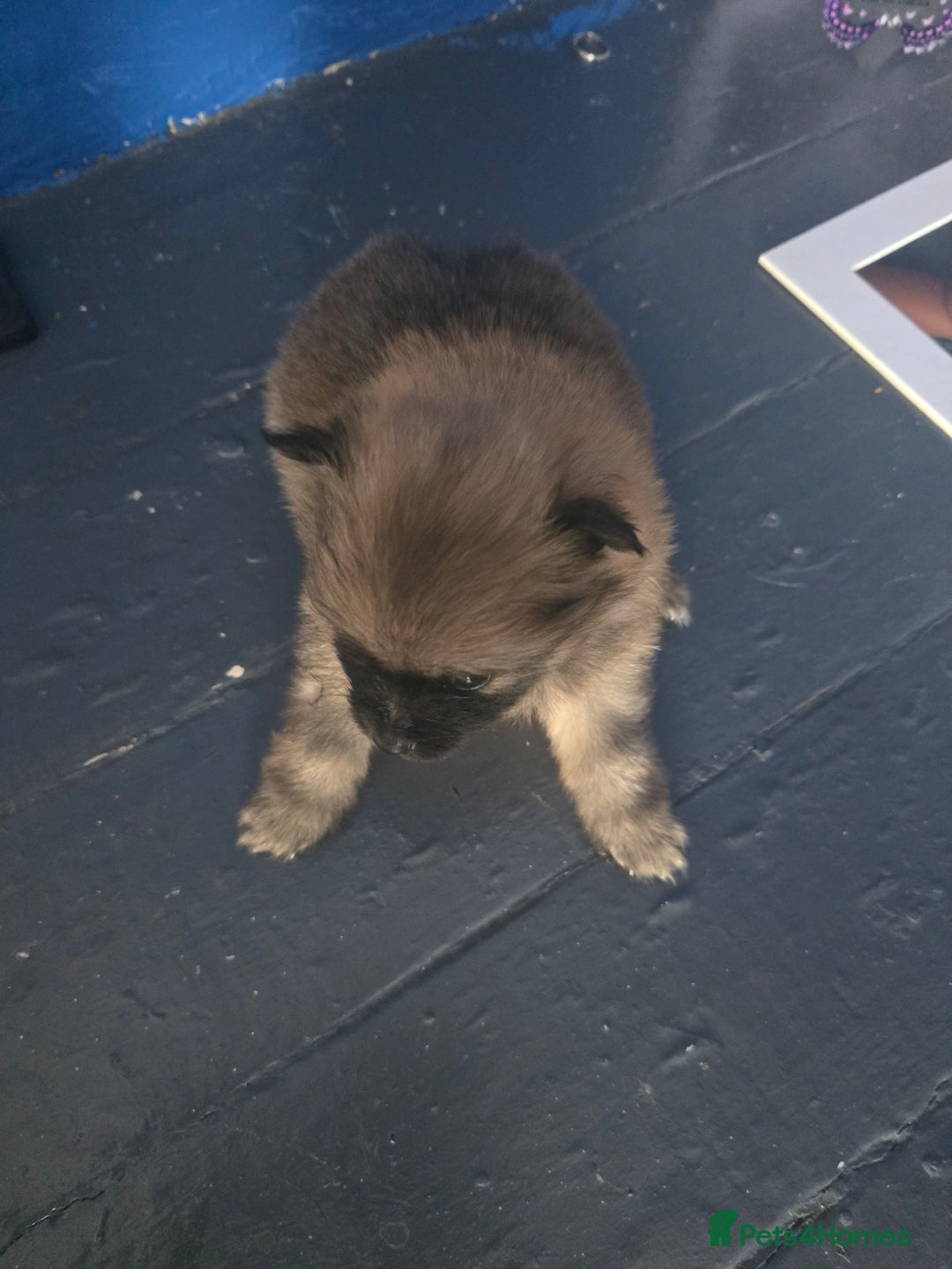 Pomeranian dogs for sale: Pomeranian puppies for sale - Advert 7