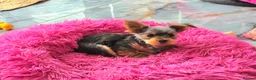 Yorkshire Terrier dogs for sale: KC Registered Yorkshire Terrier Puppies  - Advert 21