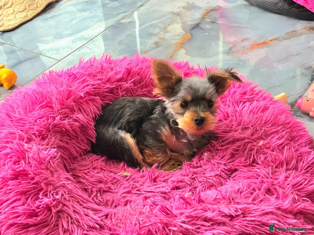 Yorkshire Terrier dogs for sale: KC Registered Yorkshire Terrier Puppies  - Advert 21