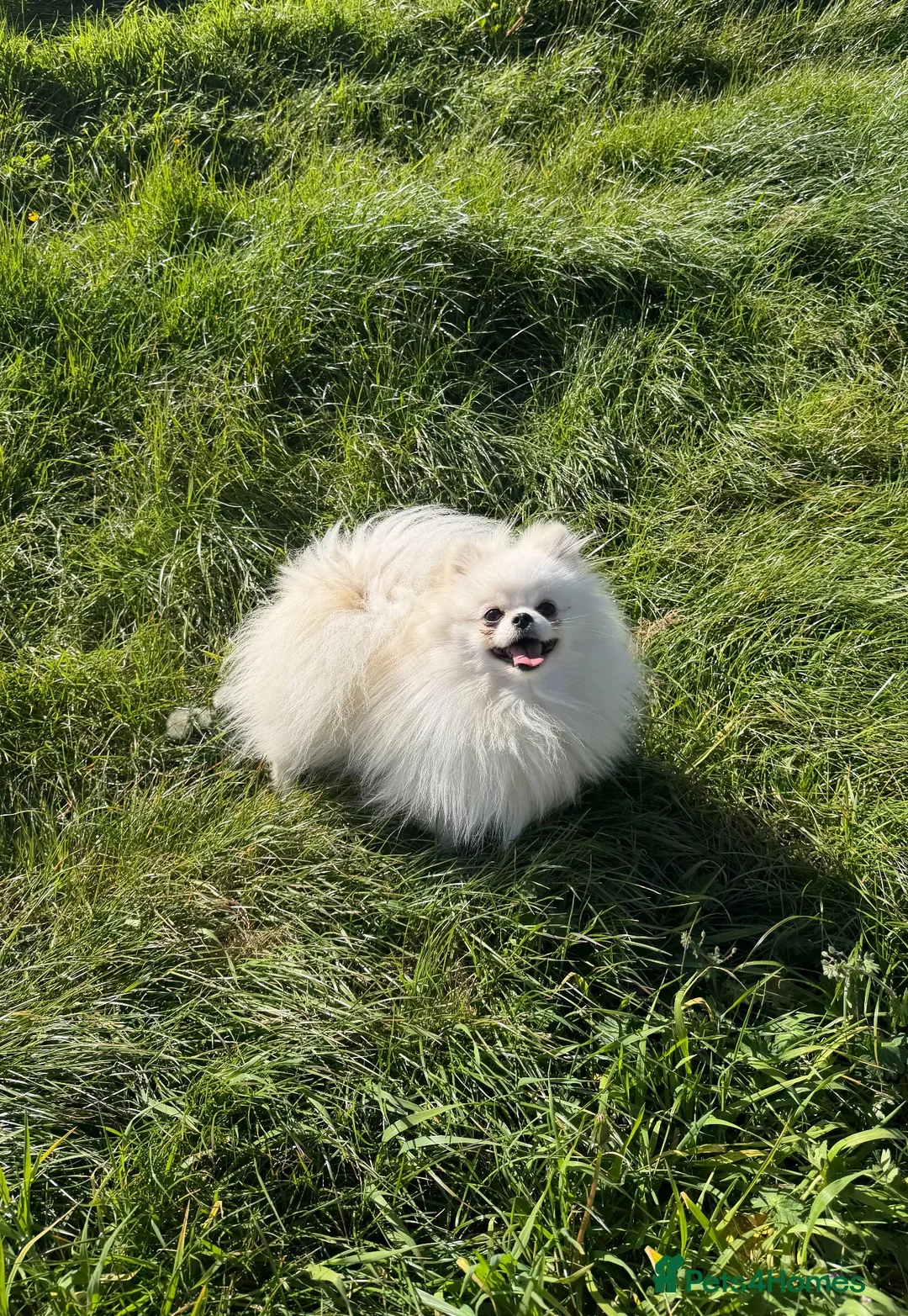 Pomeranian dogs for sale: KOREAN POMERANIAN looking for her forever home. - Advert 2