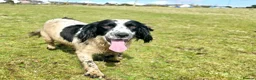 English Springer Spaniel dogs for adoption: Skye Black & White ESS 2 year old Adult  - Advert 8