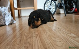 Rottweiler dogs for sale: Absolutely gorgeous rottweiler puppies - Image 6