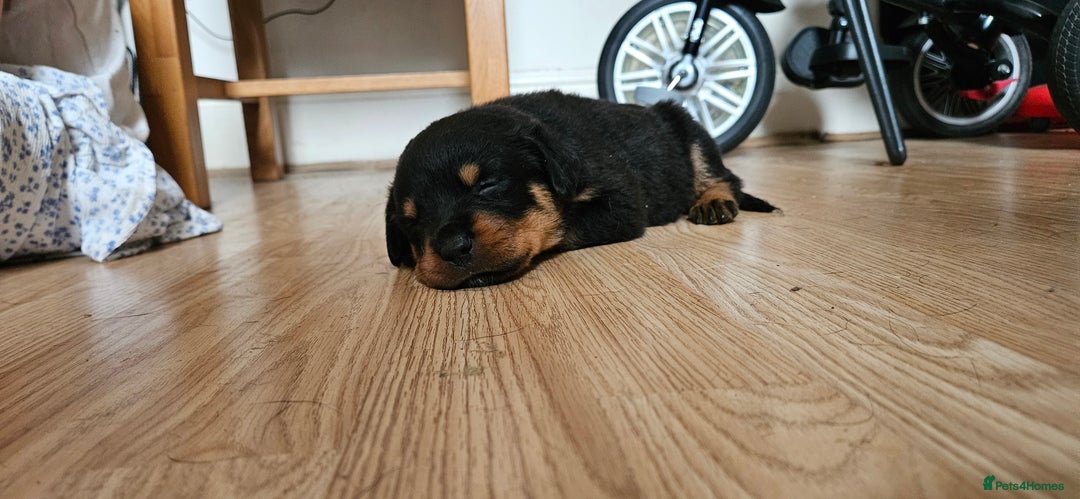 Rottweiler dogs for sale: Absolutely gorgeous rottweiler puppies - Image 6