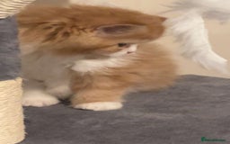 RagaMuffin cats for sale: Gorgeous long haired female  - Image 5