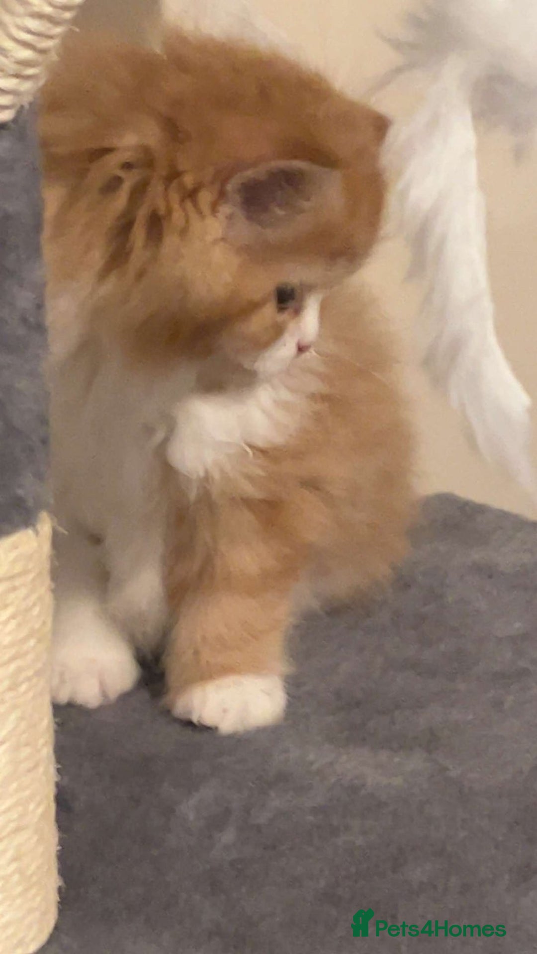 RagaMuffin cats for sale: Gorgeous long haired female  - Image 5