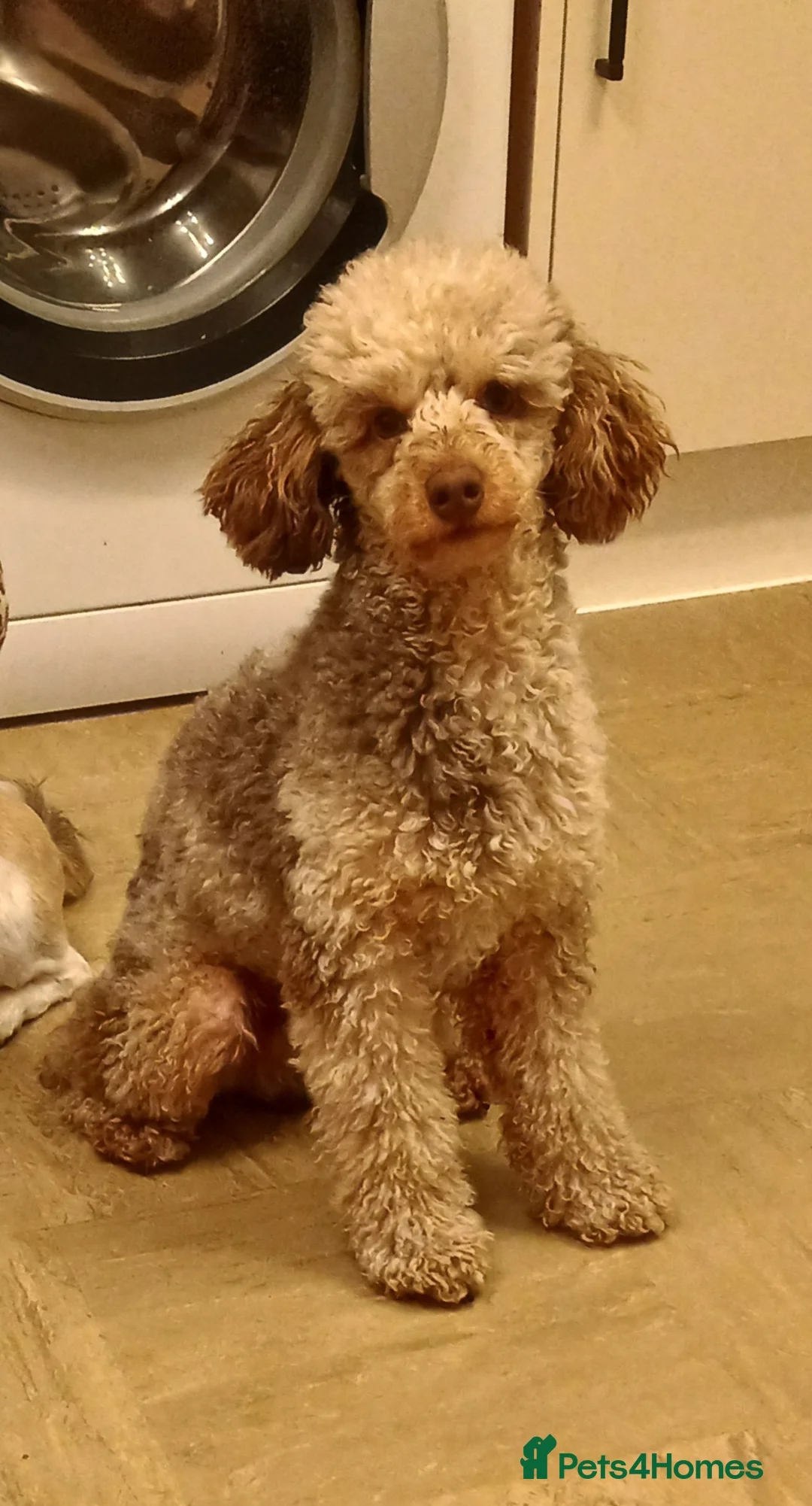 Miniature Poodle dogs for stud: 💥FOR STUD💥 CHOC MERLE PHANTOM MIN POODLE in Doncaster - Advert 3