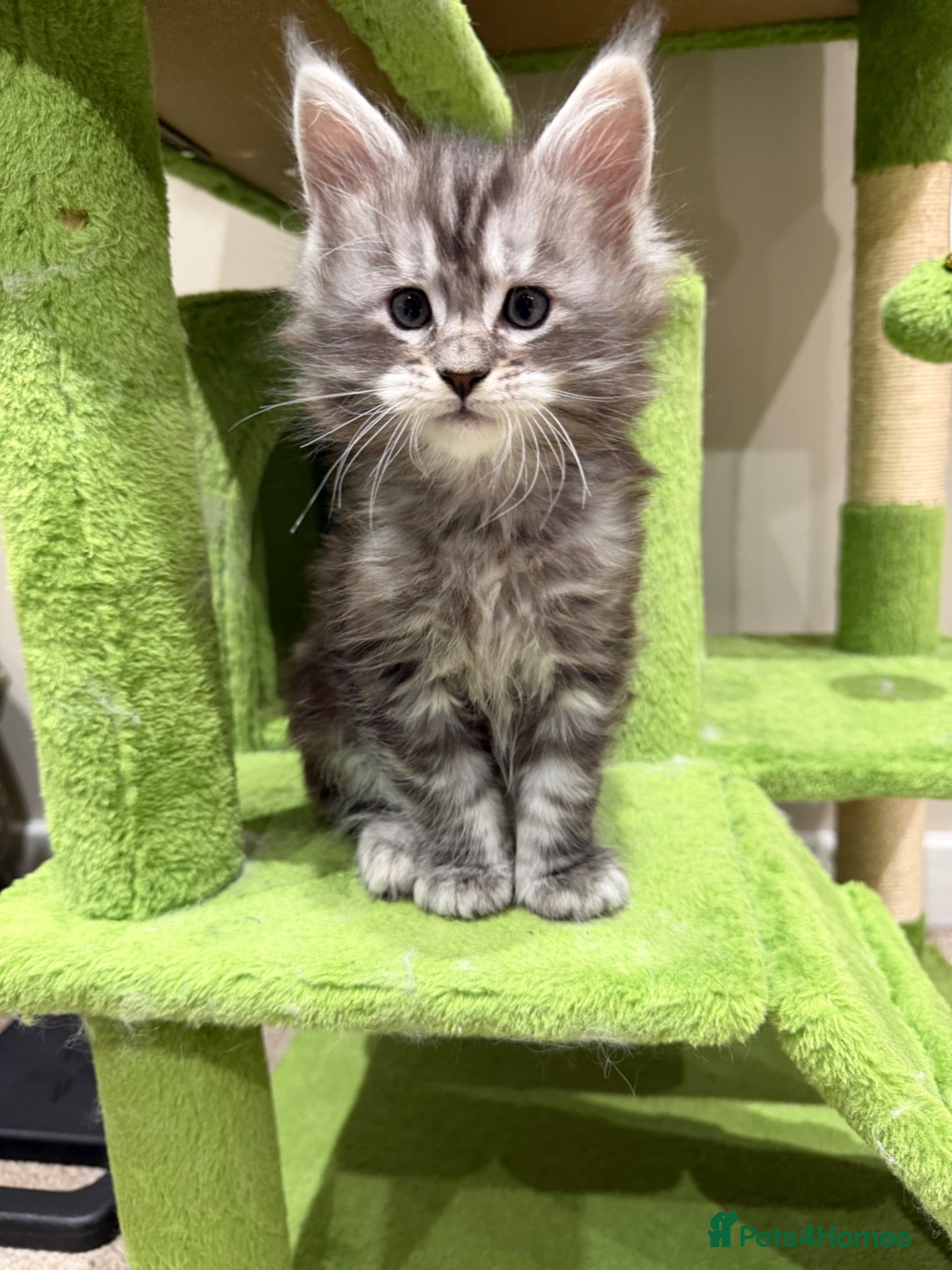 Maine Coon cats Champion blood line maine coon kittens   - Advert 12
