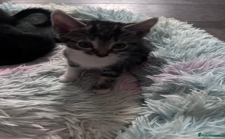 Mixed Breed cats - Advert 2