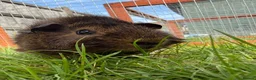 Guinea Pig rodents for sale: Baby Guinea pigs! - Advert 4