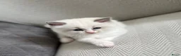 Ragdoll cats for sale: TICA REGISTERED Gorgeous Ragdoll Kitten - Advert 11