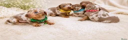 Miniature Dachshund dogs for sale: KC Mini Dachshund Puppies Isabella Dapple 🔥 - Advert 6