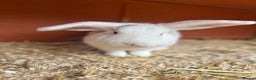 Mixed Breed rabbits for sale: Rehoming male rabbit - Advert 2