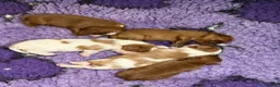 Cavalier King Charles Spaniel dogs for sale: Stunning KC Reg Heart, Eye & CM/SM Screened CKCS - Advert 5
