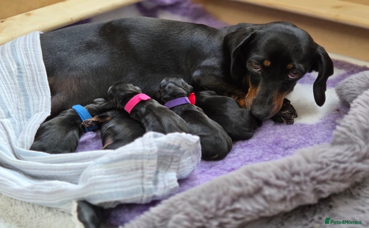 Miniature Dachshund dogs - Advert 3