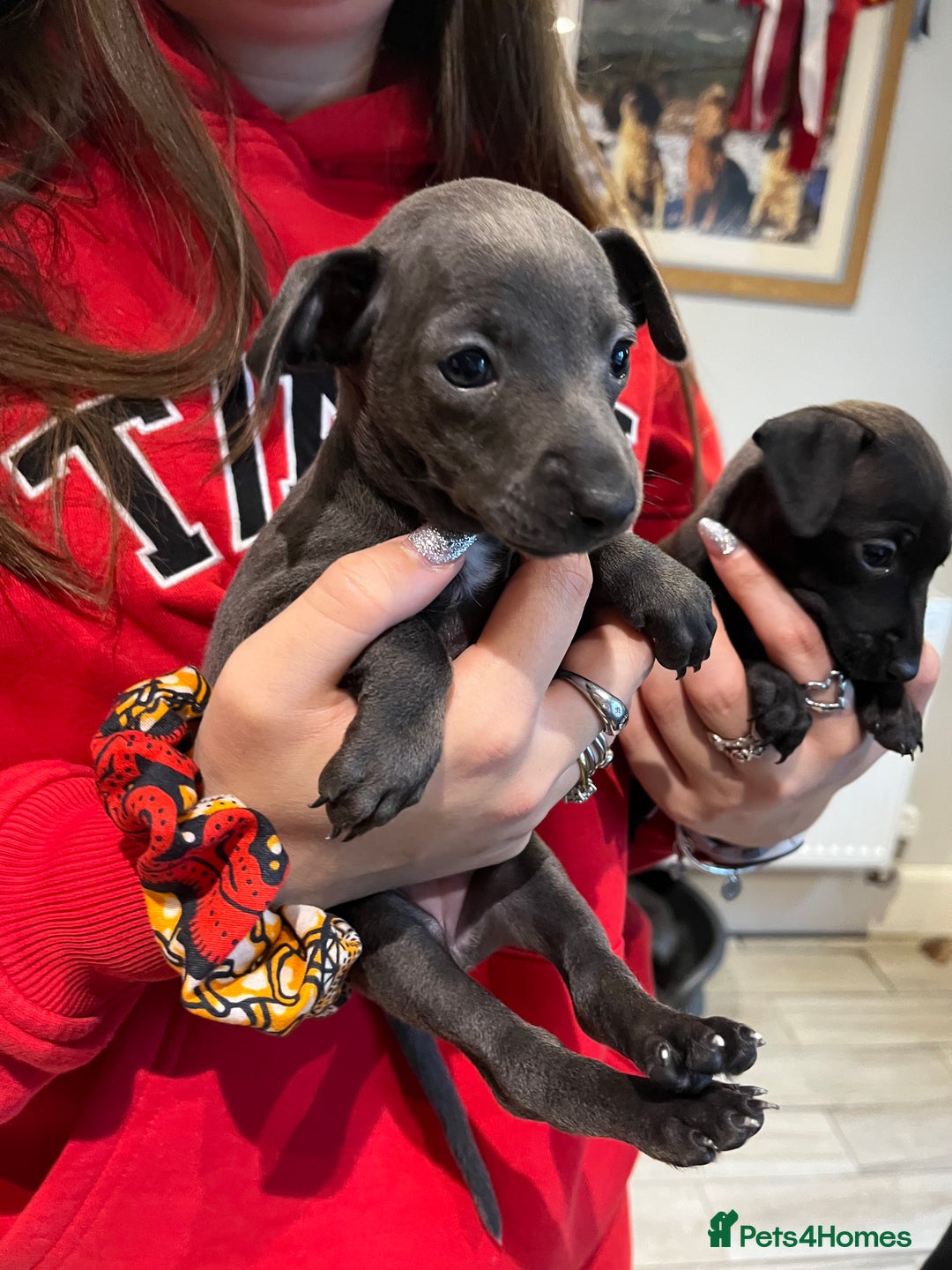 Italian Greyhound dogs for sale: KC Reg Italian Greyhound blue girl - Advert 3