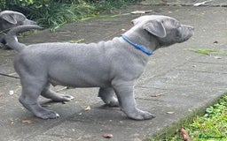 Staffordshire Bull Terrier dogs for sale: Purebred blue Staffordshire Bull terrier puppies - Image 7