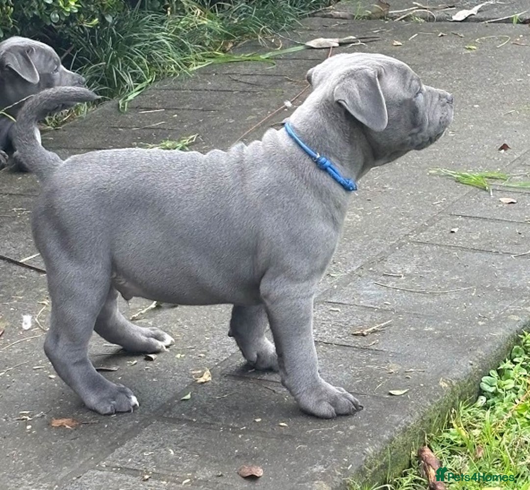 Staffordshire Bull Terrier dogs for sale: Purebred blue Staffordshire Bull terrier puppies - Image 7