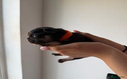 French Bulldog dogs for sale: French bull dogs for sale  - Image 9