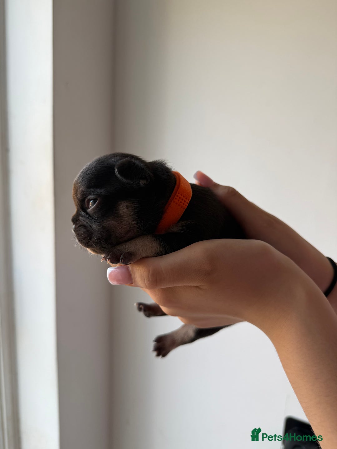 French Bulldog dogs for sale: French bull dogs for sale  - Image 9