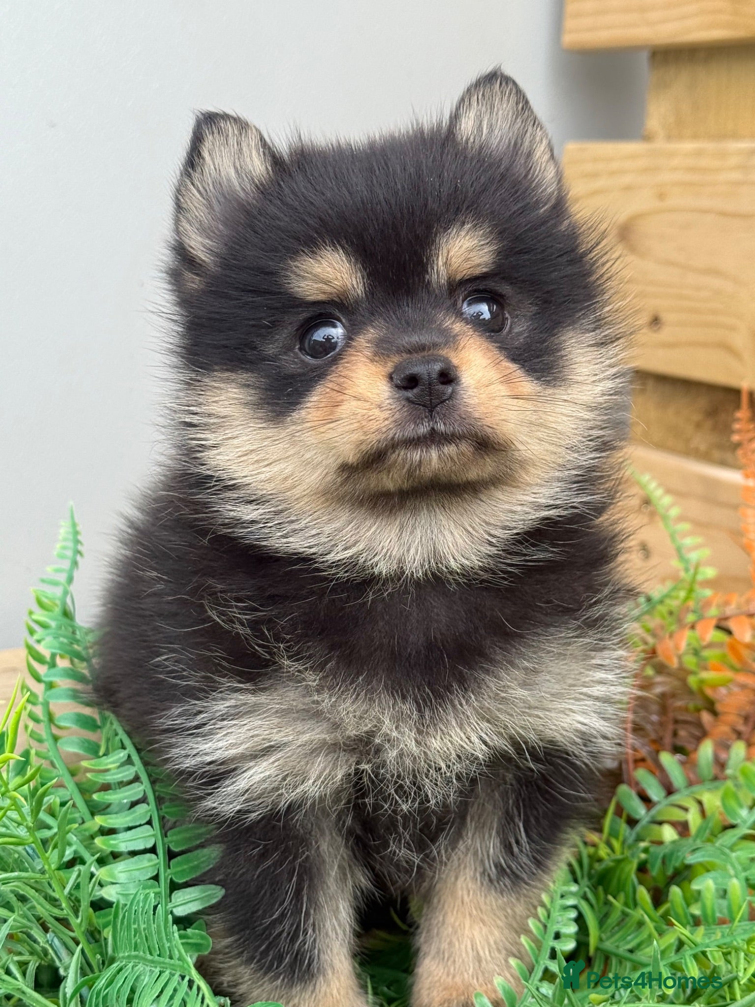 Pomsky dogs Stunning  **  Pomsky Girls - Advert 1