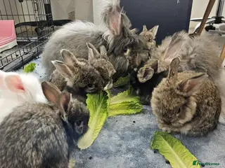 Angora rabbits for sale: 💜 Beautiful English Angora rabbits 💜 ready now - Advert 1