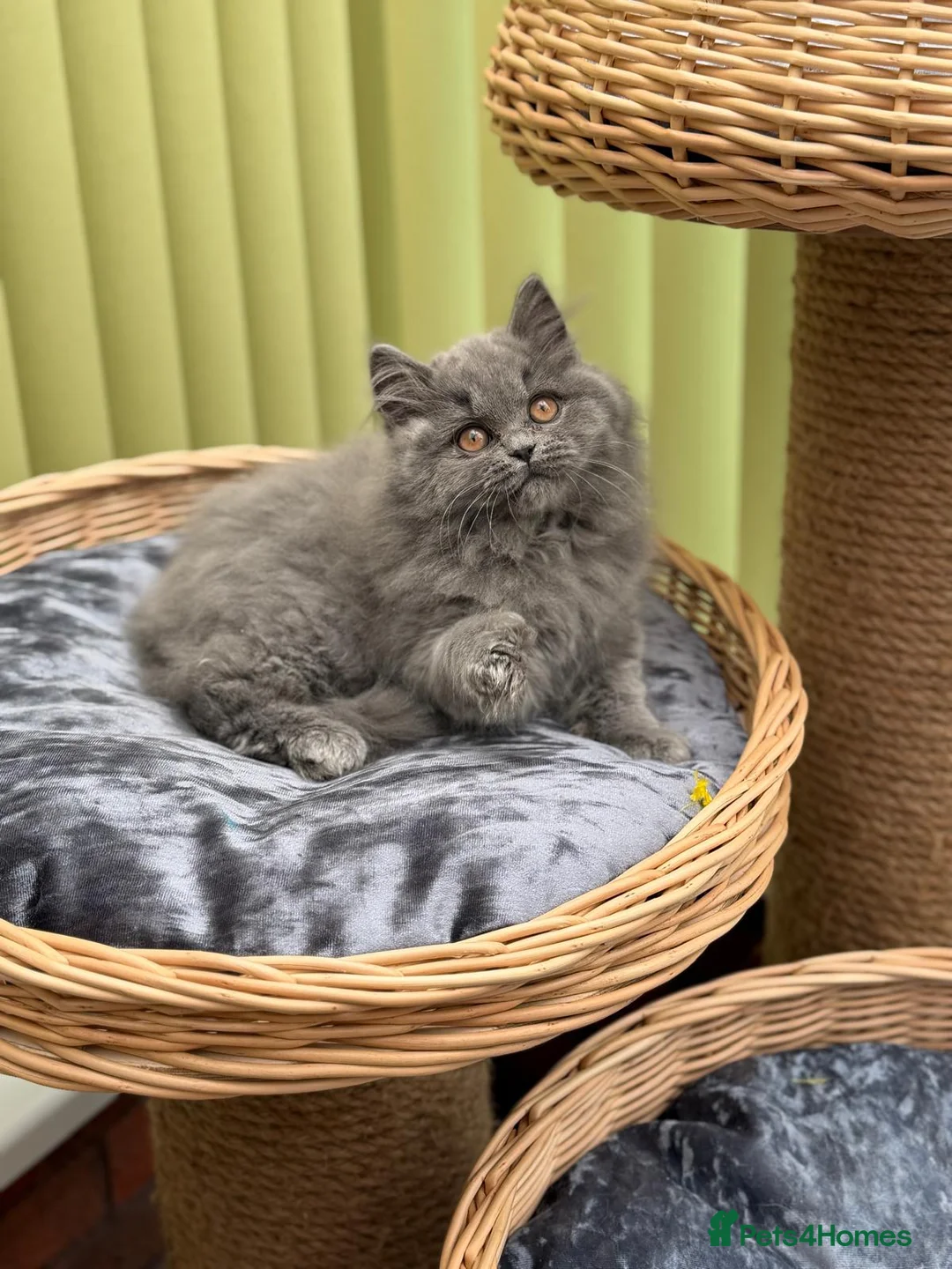 British Longhair cats for sale: ✨ British Longhair Blue Girl | GCCF Registered  ✨ - Advert 2