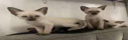 Siamese cats for sale: Four stunning chocolate Siamese kittens  - Advert 4