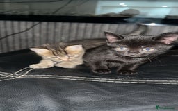 Domestic Shorthair cats for sale: Adorable tabby/bengal kittens to a good home - Image 19