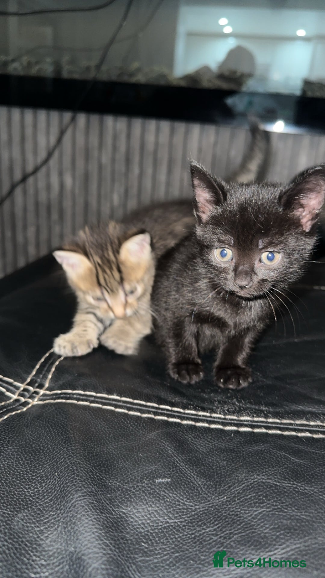 Domestic Shorthair cats for sale: Adorable tabby/bengal kittens to a good home - Image 19