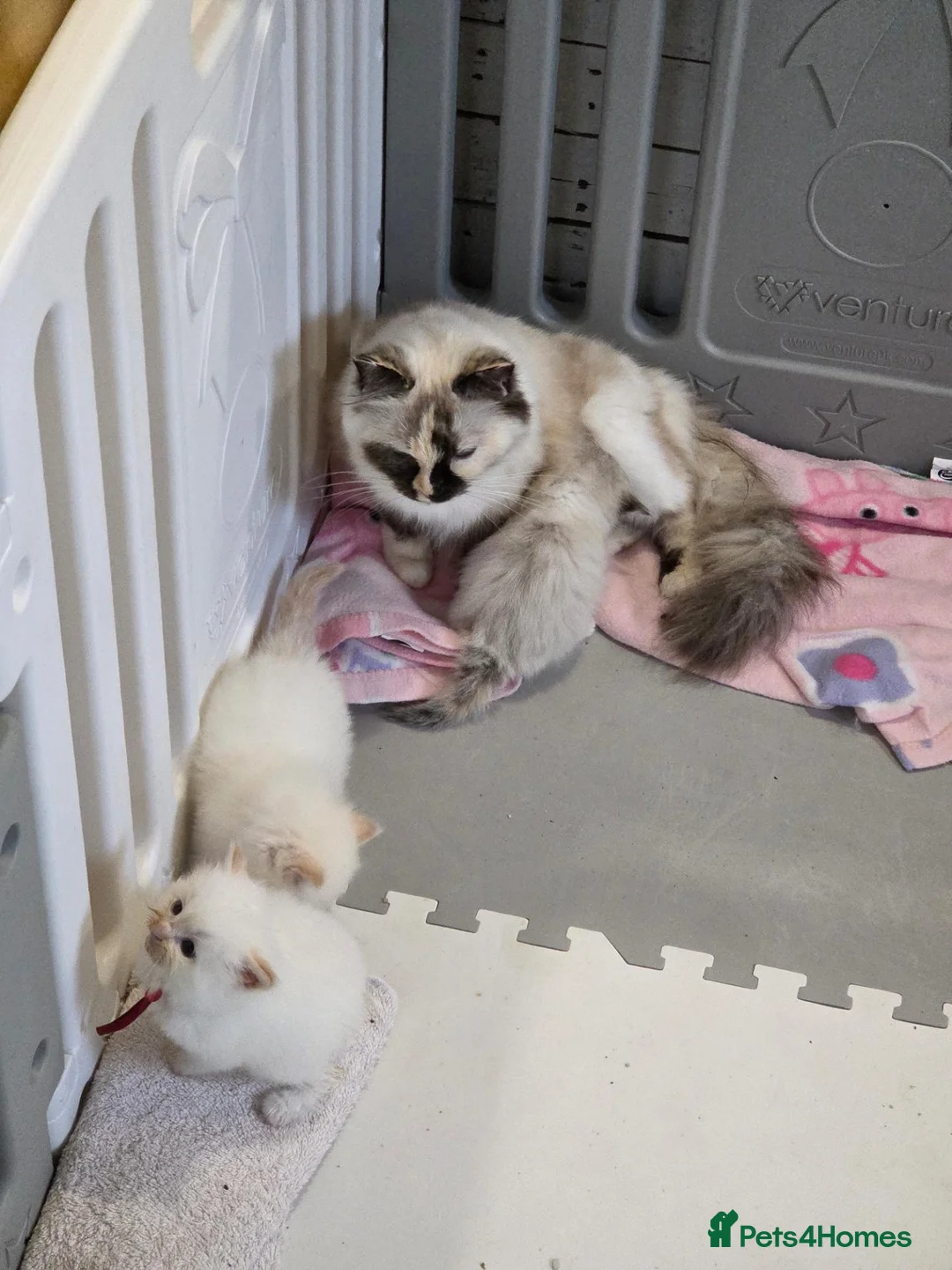 Ragdoll cats for sale: 2 Beautiful Ragdoll Kittens - Advert 2