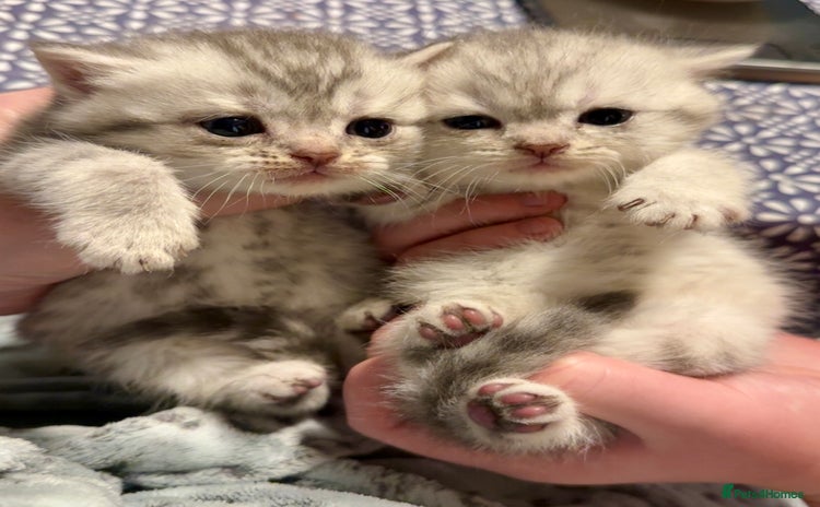 British Shorthair cats - Advert 4