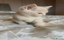 Persian cats for sale: Beautiful kittens  - Image 2