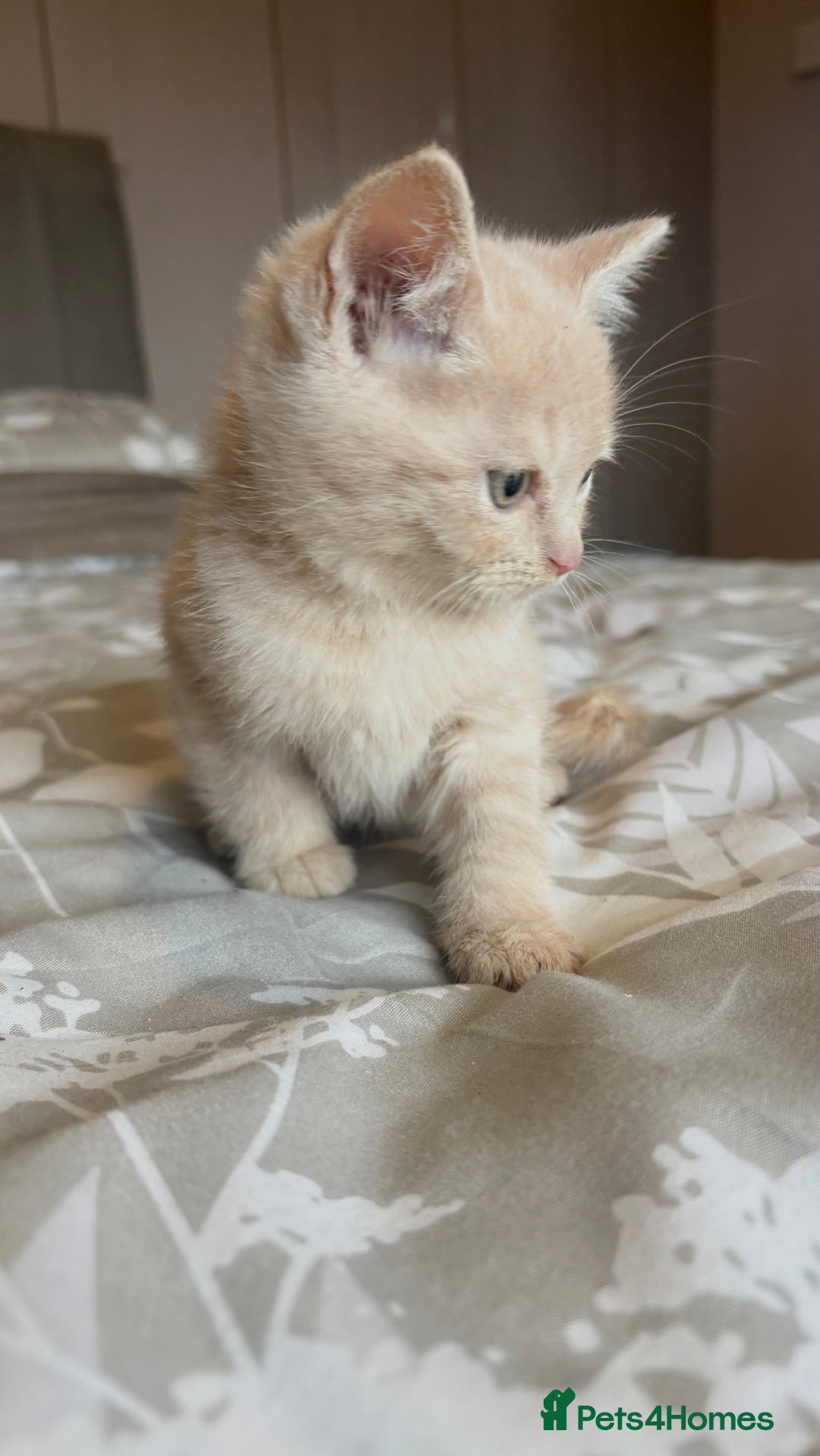 Persian cats for sale: Beautiful kittens  - Image 2