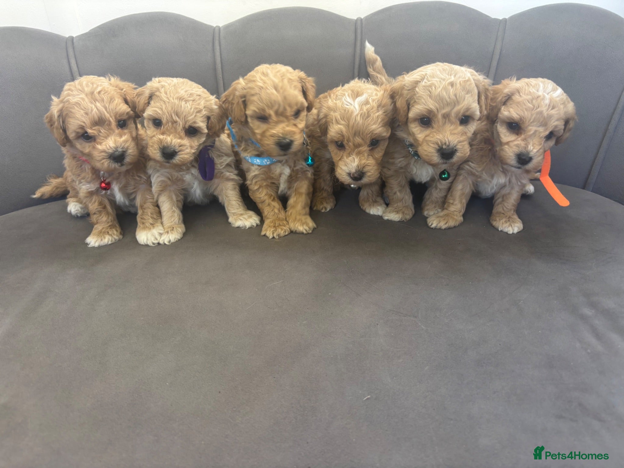 Poochon dogs Stunning Poochon Pups - Advert 1