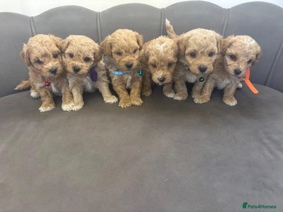 Poochon dogs for sale: Stunning Poochon Pups - Advert 1