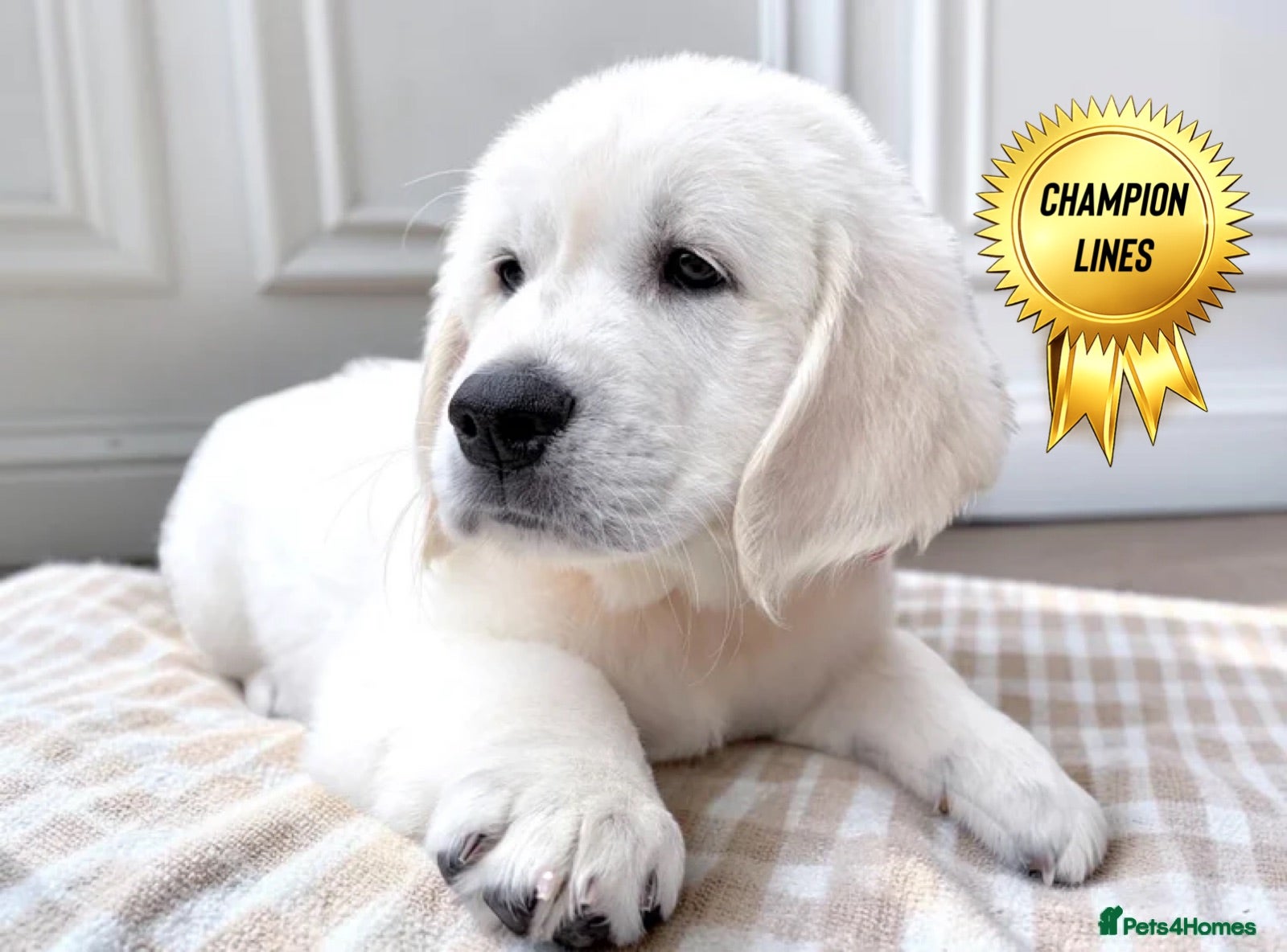 Golden Retriever dogs Available now 🎀  ~  DNA tested ~ Champion Lines  - Advert 1