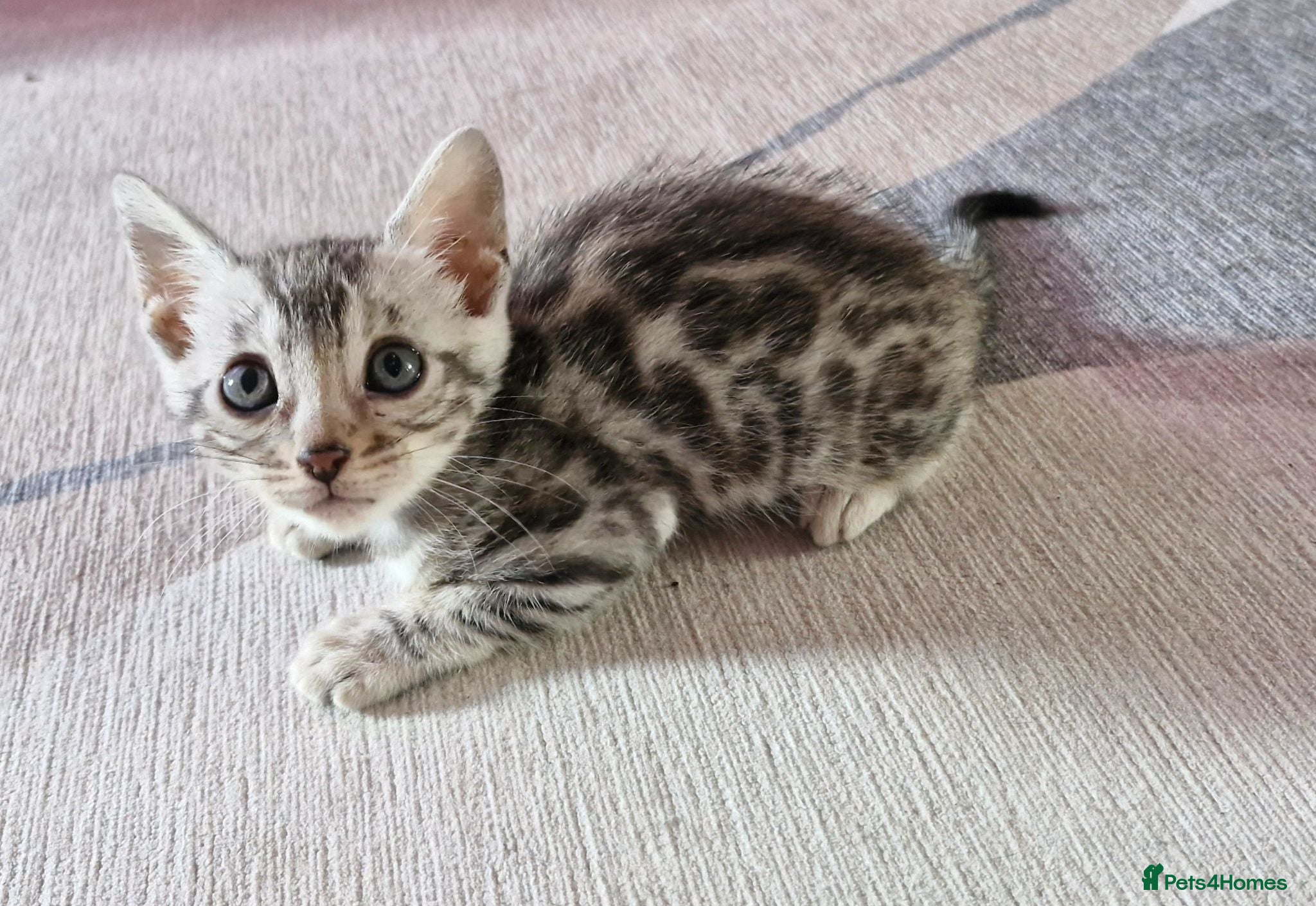 Bengal cats Only 1 Remaining! TICA Health Tested Kittens - Advert 2