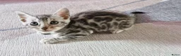 Bengal cats for sale: Only 1 Remaining! TICA Health Tested Kittens - Advert 2