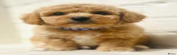 Cavapoochon dogs for sale: Exceptional Extensively health tested cavapoochon - Advert 2