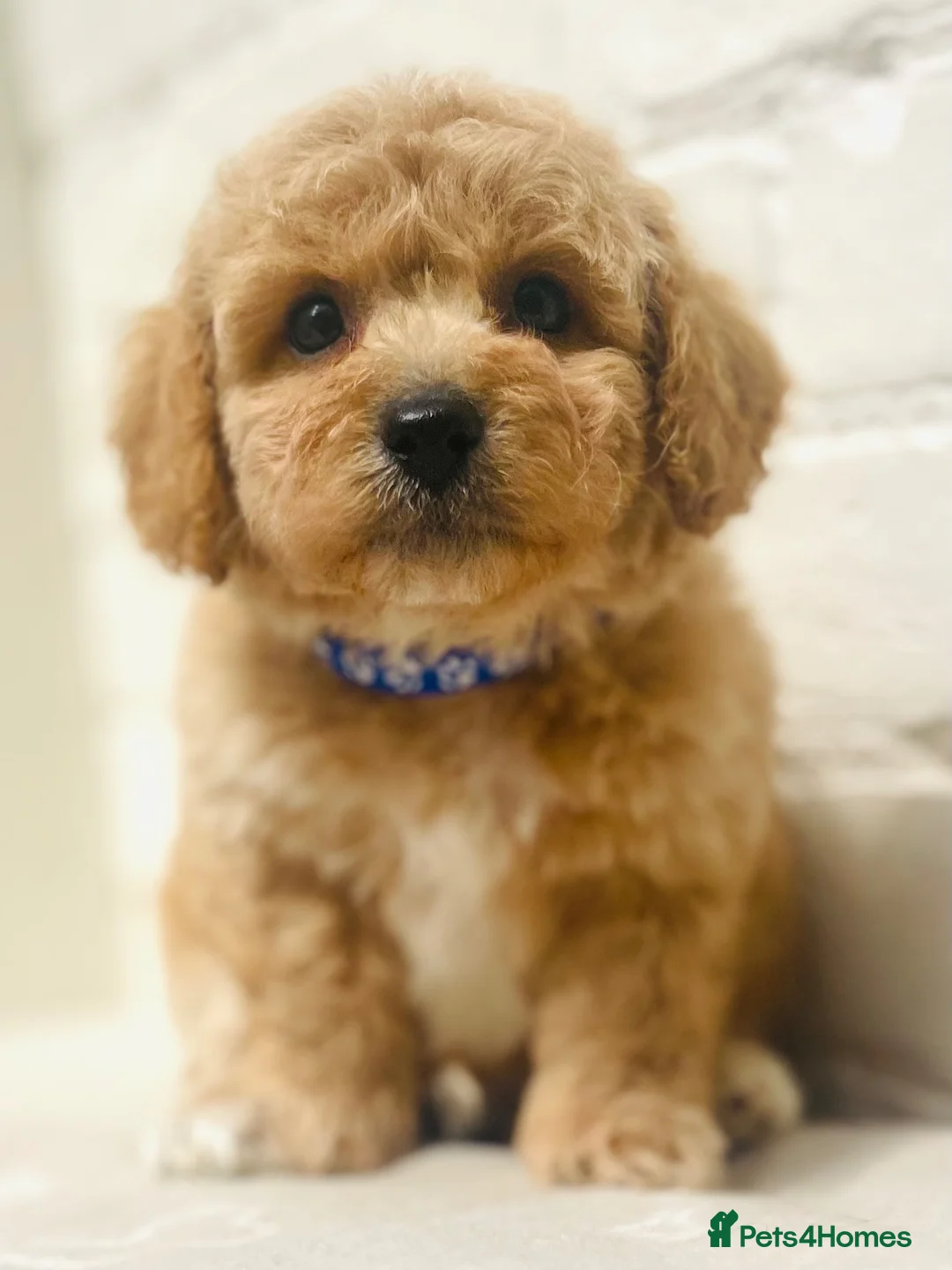 Cavapoochon dogs for sale: Exceptional Extensively health tested cavapoochon - Advert 2