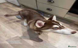 Siberian Husky dogs for sale: The beautifully husky puppy 🐶 - Image 3