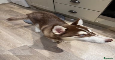 Siberian Husky dogs - Advert 2